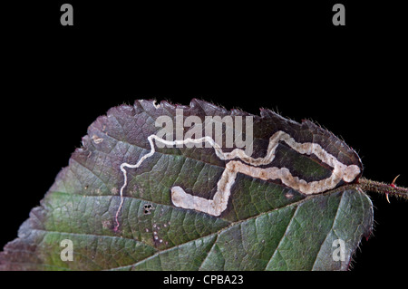 Leaf Miner  of micro-moth: (Stigmella aurella). in Bramble leaf . Front ligting Stock Photo