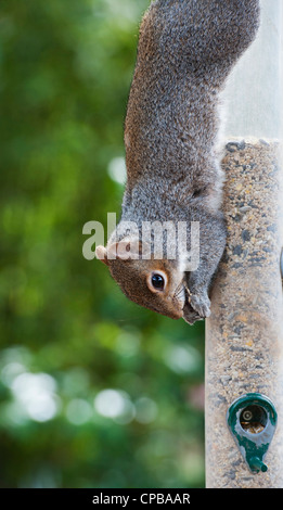Sciurus carolinensis. Grey squirrel hanging upside down feeding from a bird seed feeder Stock Photo