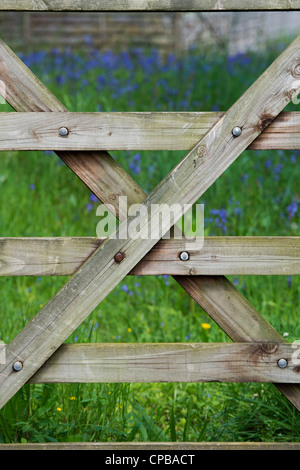 7 bar gate in front of a field full of bluebells. Devon, England Stock Photo