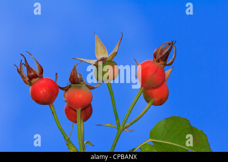 Rose hips on stems against a clear blue sky Stock Photo