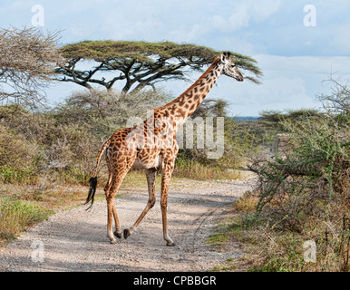 Giraffe crossing the road in Africa Stock Photo