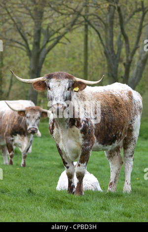 English Longhorn cattle in a green pasture in Rural England, Bos primigenius Stock Photo