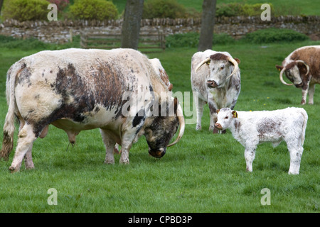English Longhorn cattle in a green pasture in Rural England, Bos primigenius Stock Photo