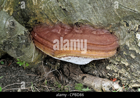 Imposing Artists Fungus growing at the foot of a tree Stock Photo