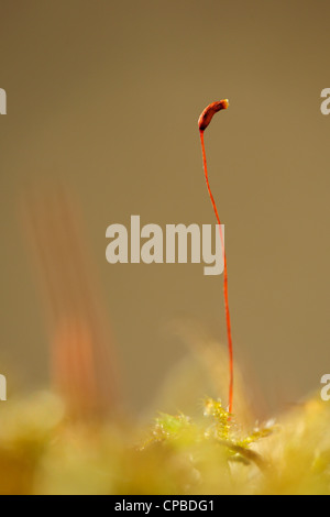 Close-up from Haircup moss. Stock Photo