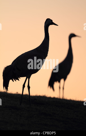Common Cranes (Grus grus) silhouetted against the sunset Stock Photo
