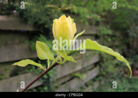 Magnolia 'Yellow Bird', a hybrid between Magnolia acuminata x  Magnolia brooklynensis 'Evamaria' in flower in spring Stock Photo