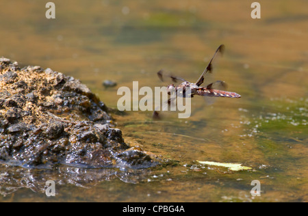 Female twelve-spotted Skimmer (Libellula pulchella) flying over a pond (Georgia, USA). Stock Photo