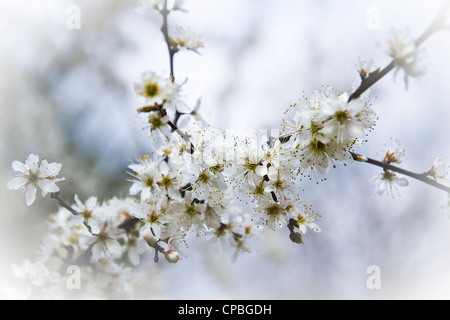 White flowers on Blackthorn, Sloe or Prunus spinosa in early spring Stock Photo