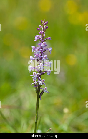 A flower spike of chalk fragrant-orchid (Gymnadenia conopsea) growing at Downe Bank Nature Reserve, Kent. June. Stock Photo