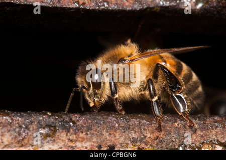 A guard honeybee (Apis mellifera) guarding the entrance to the nest. Crossness Nature Rerserve, Bexley, Kent. July. Stock Photo