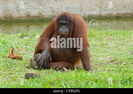 Malaysia, Borneo, Sabah, Kota Kinabalu, Lok Kawi Wildlife Park. Bornean Orangutan. Stock Photo