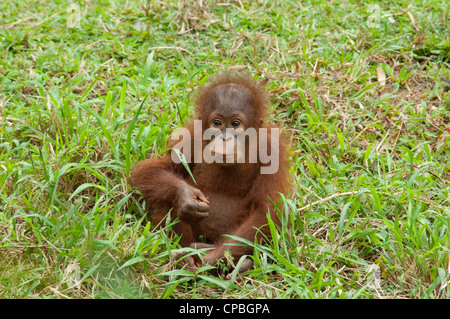 Malaysia, Borneo, Sabah, Kota Kinabalu, Lok Kawi Wildlife Park. Bornean Orangutan. Stock Photo