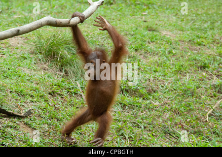 Malaysia, Borneo, Sabah, Kota Kinabalu, Lok Kawi Wildlife Park. Bornean Orangutan. Stock Photo