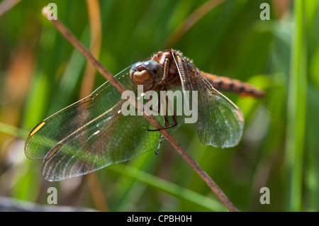 A female keeled skimmer (Orthetrum coerulescens) perched on a twig at Thursley Common National Nature Reserve, Surrey. July. Stock Photo