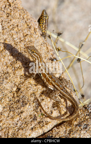 Common Side-blotched Lizard Uta stansburiana Tucson, Pima County, Arizona, United States 19 March Adult Female Iguanidae Stock Photo