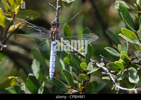 An adult male keeled skimmer dragonfly (Orthetrum coerulescens) perched on a twig at Crockford Bridge in the New Forest.