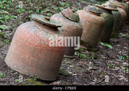 Terracotta forcer for growing rhubarb in a vegetable garden Stock Photo