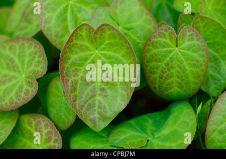 A group of epimedium leaves provide ground cover in a shady flower bed Stock Photo