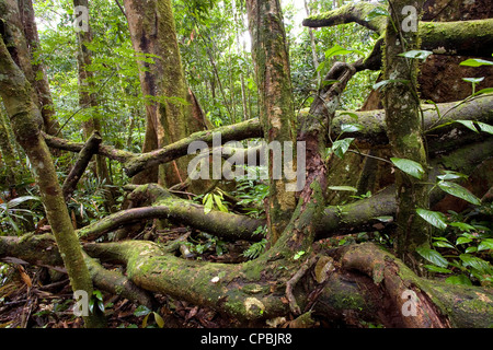 Tangle of fallen branches on the rainforest floor in Ecuador Stock Photo