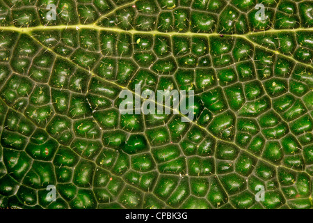 Close up of a leaf from rainforest in Ecuador