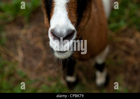 Goats eating corn at a farm Stock Photo