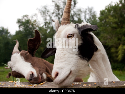 Goats eating corn at a farm Stock Photo