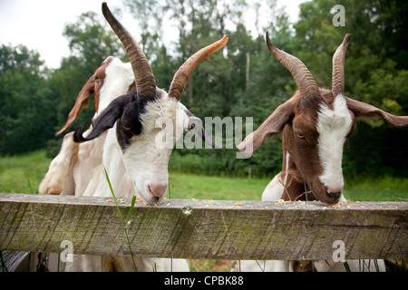 Goats eating corn at a farm Stock Photo