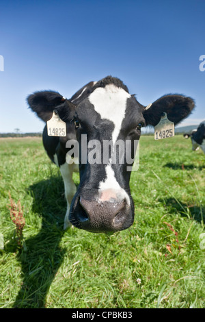 Curious black and white Holstein dairy cow standing sideways in a lush ...