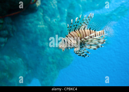 a striped lion fish in the water Stock Photo