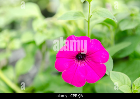 Purple petunia flower growing in greenhouse with green leaves, Selective Focus on flower Stock Photo