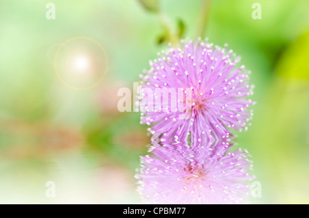 Sensitive plant - Mimosa pudica in green nature or in the garden Stock Photo