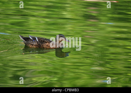 female wood duck swimming in green reflecting pond water Stock Photo