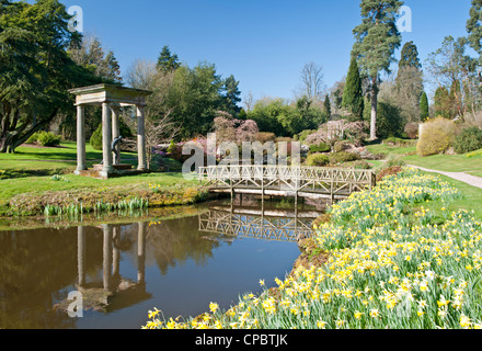 Daffodils in The Temple Garden in Spring, Cholmondeley Castle, Cholmondeley, Cheshire, England, UK Stock Photo