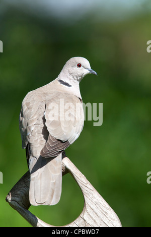 Eurasian Collared-dove Streptopelia decaocto adult perched on a spade handle Stock Photo