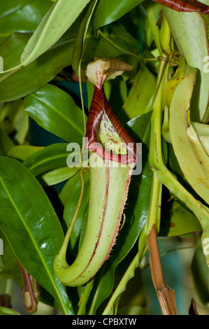 Carnivorus Pitcher Plant, Nepenthes truncata Stock Photo