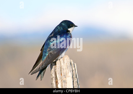 Birds of North America, tree swallow, tachycineta bicolor Stock Photo