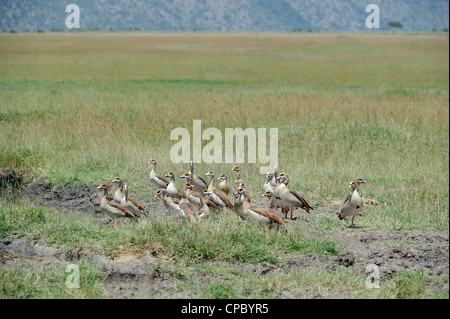 Egyptian goose - Nil goose (Alopochen aegyptiacus - Alopochen aegyptiaca) flock on the ground near a pond Masai Mara Stock Photo