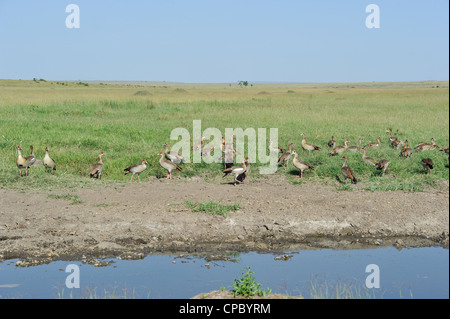 Egyptian goose - Nil goose (Alopochen aegyptiacus - Alopochen aegyptiaca) flock on the ground near a pond Masai Mara Stock Photo