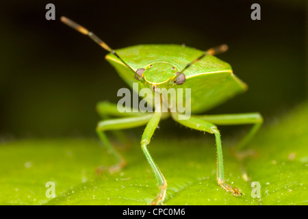 Green Stink Bug (Chinavia hilaris) Stock Photo