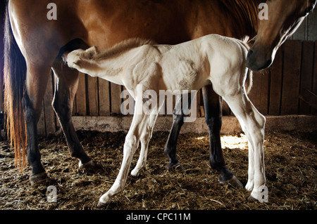 A one-day-old foal nurses at a horse farm in Bowling Green, Kentucky, USA. Stock Photo