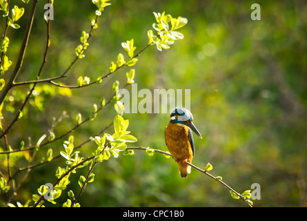 Common Kingfisher in natural habitat Stock Photo