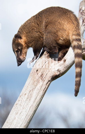 coatimundi Stock Photo