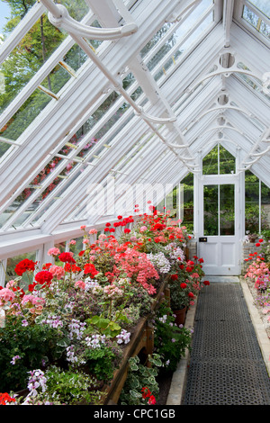 Geranium glasshouse at Lost Gardens of Heligan, Cornwall. England Stock Photo