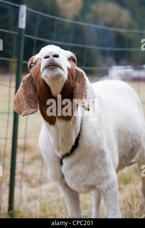A close up of a friendly goat giving the camera a good look. Stock Photo
