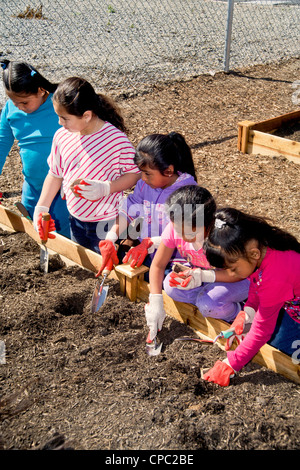 Hispanic and Caucasian local children work in a garden on the grounds of an elementary school in Westminster, CA. Stock Photo