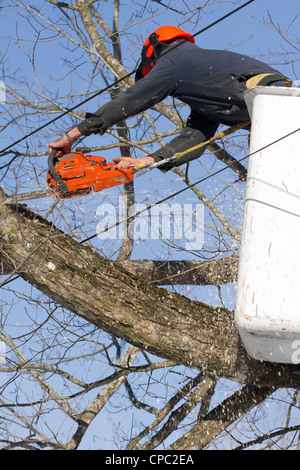 A tree surgeon trims a maple tree using a chainsaw and a bucket truck, the worker is outfitted with the essential safety gear Stock Photo