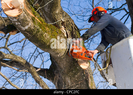 A tree surgeon trims a maple tree using a chainsaw and a bucket truck, the worker is outfitted with the essential safety gear Stock Photo