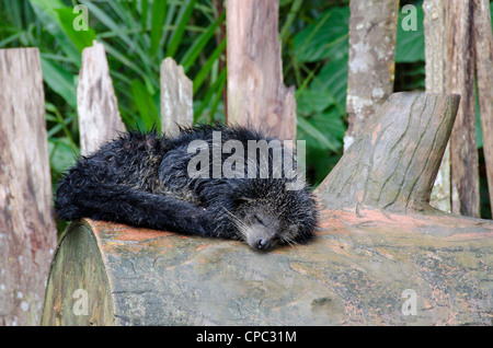 Malaysia, Island of Borneo, Sabah, Kota Kinabalu, Lok Kawi Wildlife Park. Binturong Bear Cat. Stock Photo