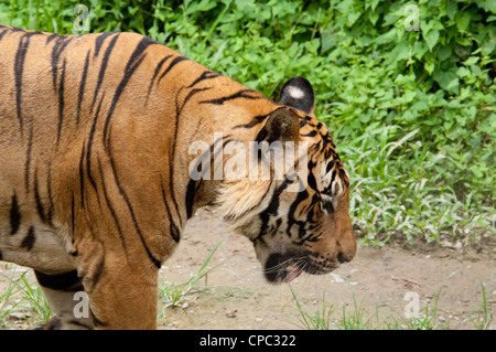 Malaysia, Island of Borneo, Sabah, Kota Kinabalu, Lok Kawi Wildlife Park. Malayan Tiger (Captive: Panthera tigris). Stock Photo